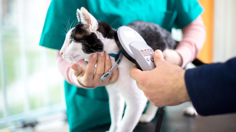 A veterinarian checks a cat's microchip