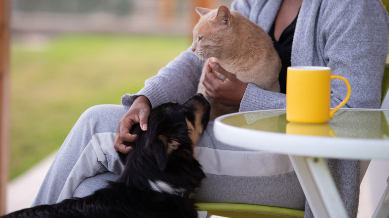 A black and brown dog looks at an orange cat as their owner pets them on the head