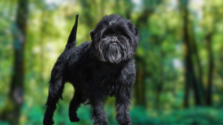 A black Affenpinscher in the forest