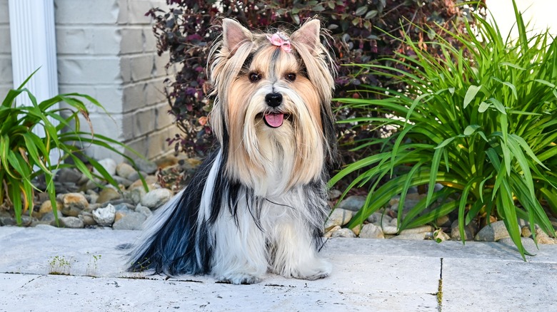 A Biewer Terrier with a pink bow