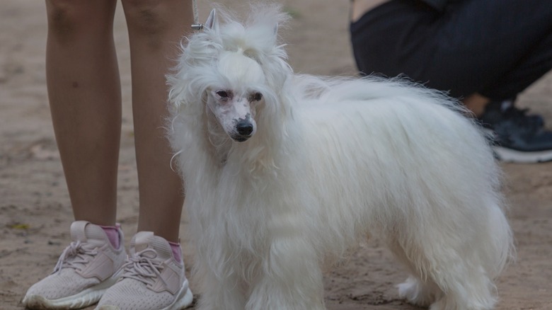 A Chinese Crested Dog standing beside its owner