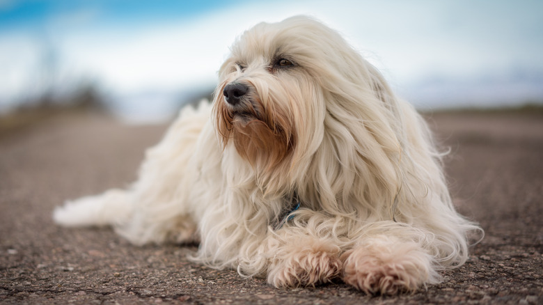 A Havanese on the beach