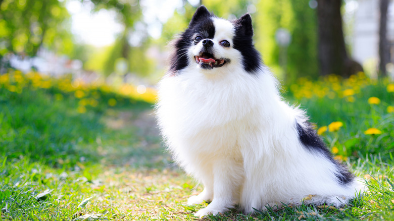 A smiling Pomeranian sitting in the grass