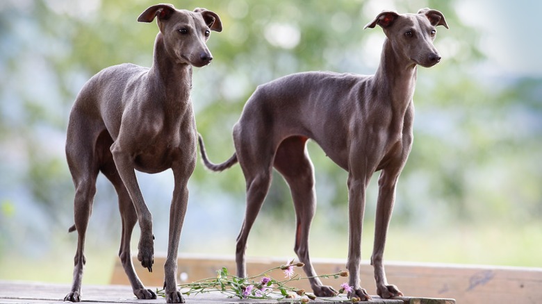 Two Italian Greyhounds beside each other