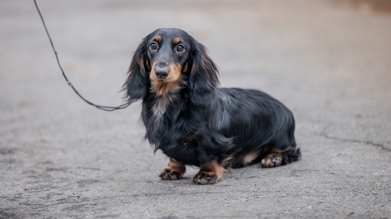 A black-and-tan Miniature Dachshund on a leash