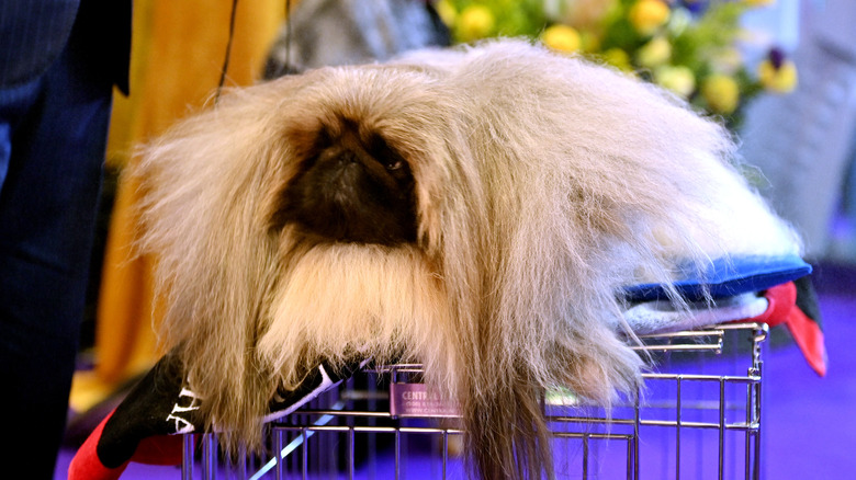 A Pekingese at a dog show