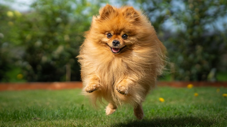 A Pomeranian leaping forward