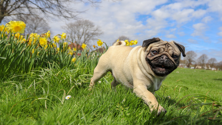 A Pug playing amongst daffodils