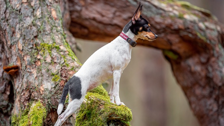 A Toy Fox Terrier standing on a branch