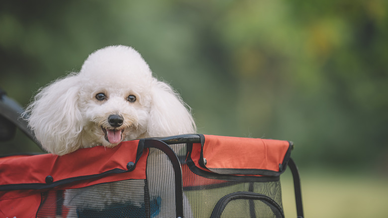 A white Toy Poodle in a wagon