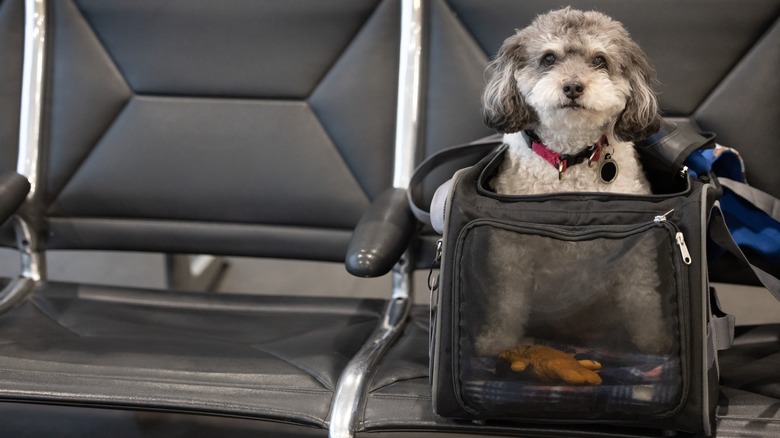 A dog sits in its carrier at the airport