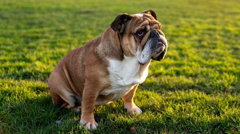 English bulldog sitting on lawn at sunset