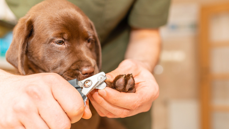 A dog getting its nails trimmed