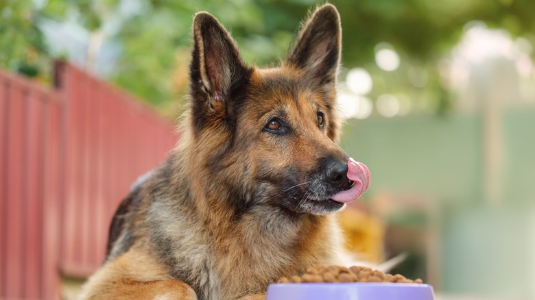 A German shepherd licks its lips in front of a bowl of food