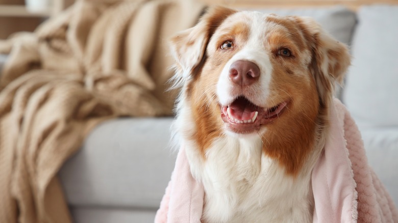 An Australian shepherd sits wrapped in a blanket in front of a sofa