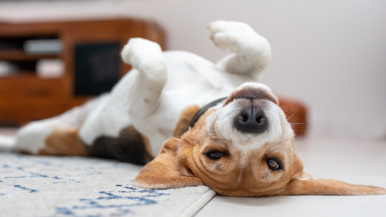 A beagle lies upside down on the floor making a goofy face