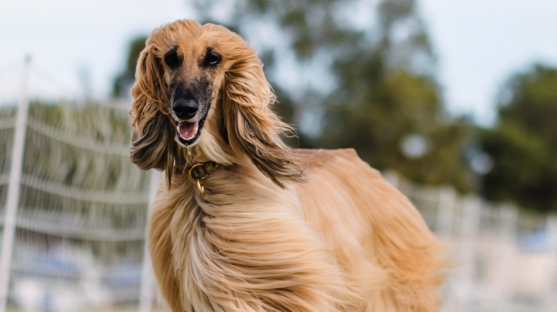 An Afghan hound's long fur blows in the wind