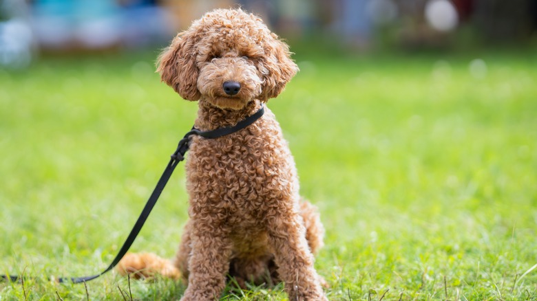 A light brown poodle sits in the grass