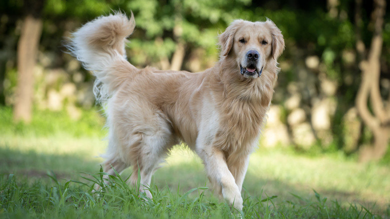 A golden retriever trots through a grassy park