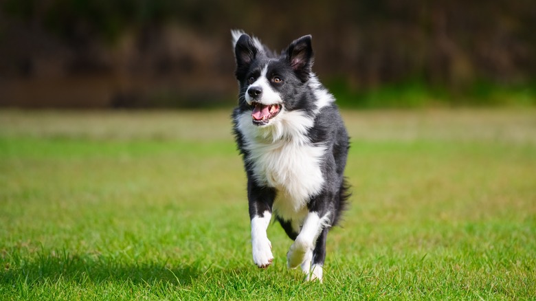 A border collie runs through a grassy field