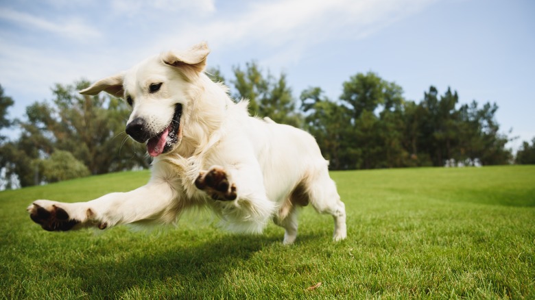 A Labrador retriever chases a ball in a grassy field