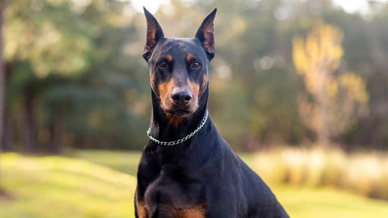 A Doberman pinscher with a chain collar sits in a park