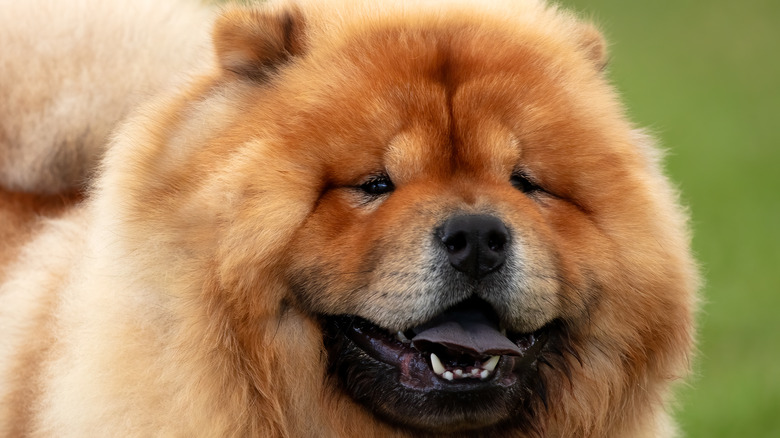 Close up shot of a chow chow panting