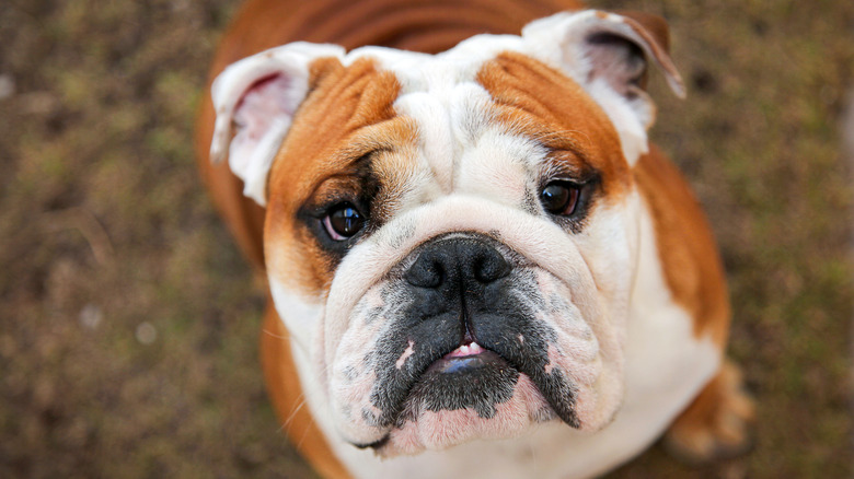 A bulldog looks up at the camera while outside