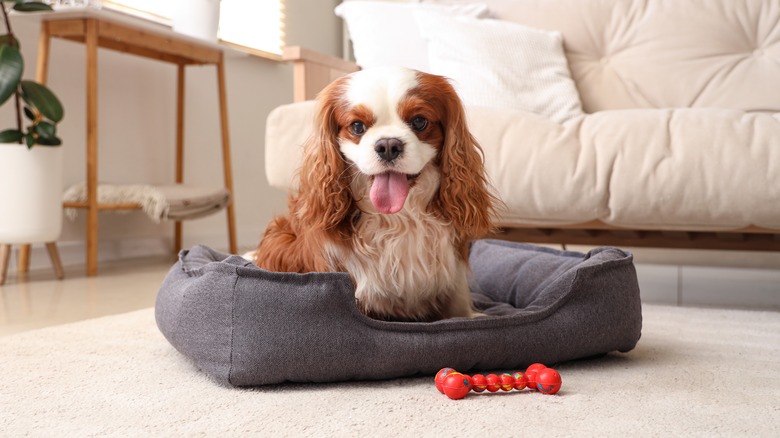 A Cavalier King Charles spaniel sits on a dog bed next to a red chew toy