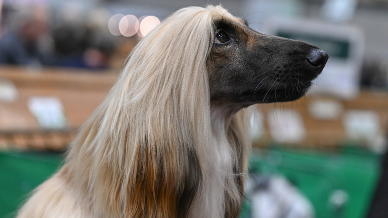 The side profile of an Afghan hound.