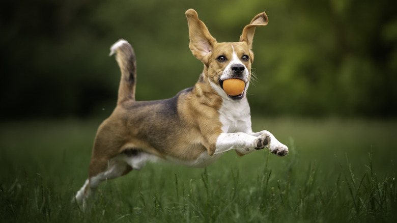 A beagle with a ball in its mouth.