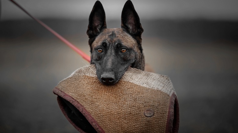 A Belgian Malinois with a glove in its mouth.