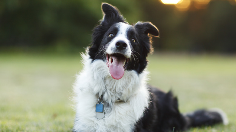 A border collie lying in the grass.