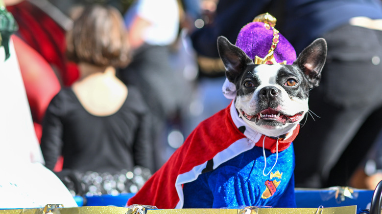 A Boston terrier wearing a king's costume.