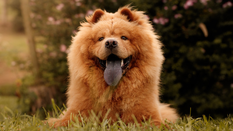 A chow chow lying in the grass, showing its purple tongue.