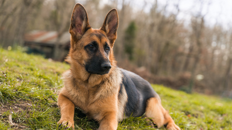 A German shepherd lying on moss.