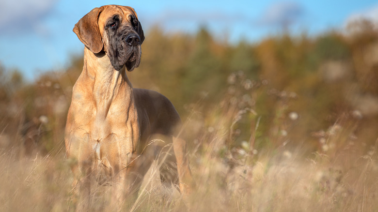 A great Dane standing in long grass.