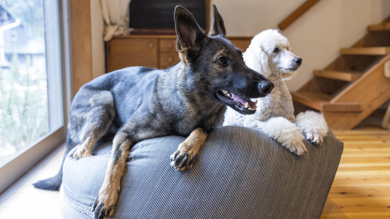 A poodle and German shepherd lounging on a beanbag together