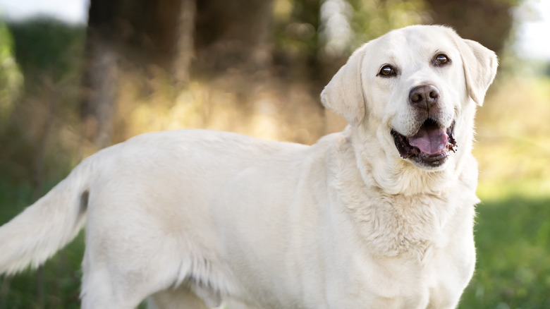 A yellow Labrador retriever standing in a meadow