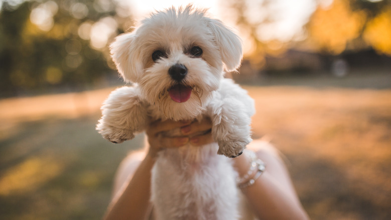 A Maltese being held up by its owner.