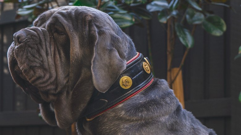 A Neapolitan mastiff wearing a leather collar outdoors.