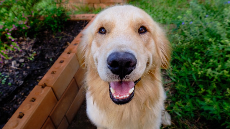 A golden retriever in a backyard