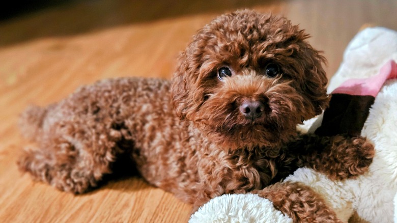 A brown poodle lying on a wooden floor.