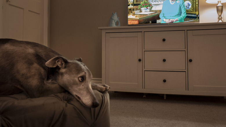 A whippet resting in its bed