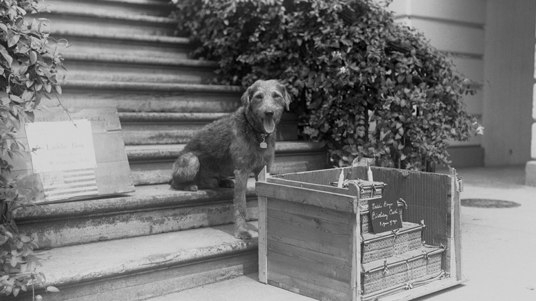 President Warren Harding's Airedale terrier sits on a staircase in the early 1900s