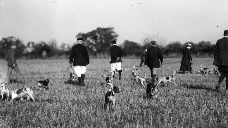 A group of hunters walk through a field with their beagles in 1906