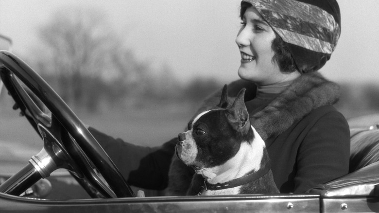 An early 1900s era photo depicts a woman driving a car with a Boston terrier in her lap