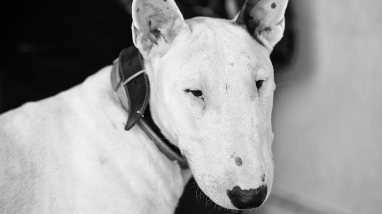 An old black and white photo shows a close up of a bull terrier