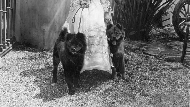 Two chow chows appear in an early 1900s photo