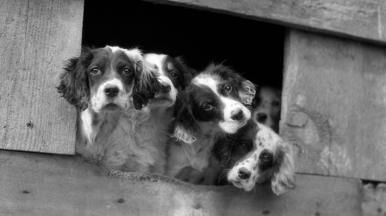 An early 1900s photo shows a group of English setter puppies looking out from a dog house